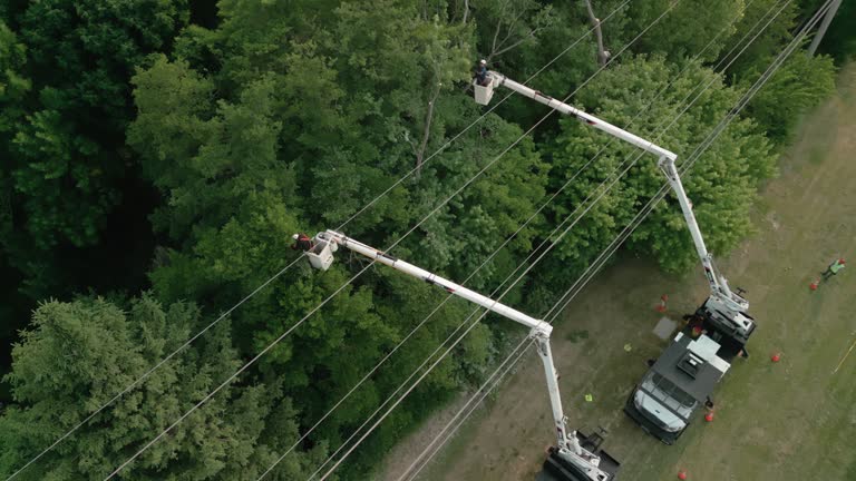 How Our Tree Care Process Works  in  Cataula, GA